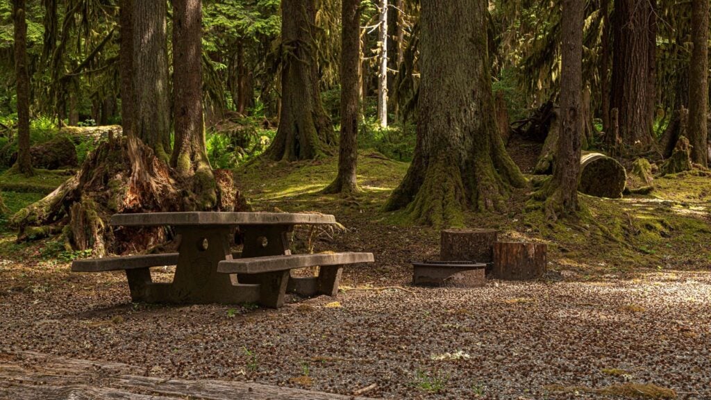 Quiet forest campground picnic area surrounded by towering evergreen trees and moss-covered ground in Olympic National Park.