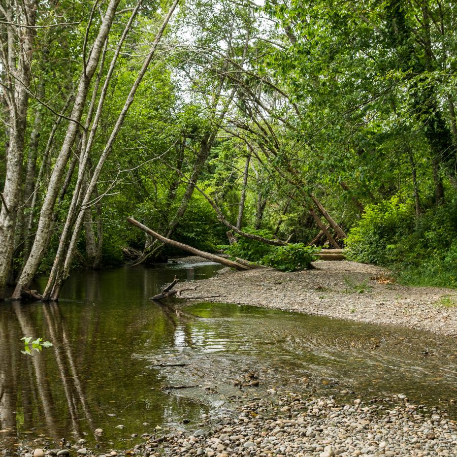 Quiet forest creek winding through dense evergreen trees near Belfair and Hood Canal, highlighting relaxing waterfront camping and nature-filled RV travel destinations in Washington State.