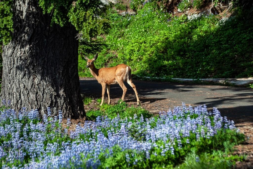 Deer walking through wildflowers and forest scenery near Mount Rainier National Park campgrounds in Washington State.