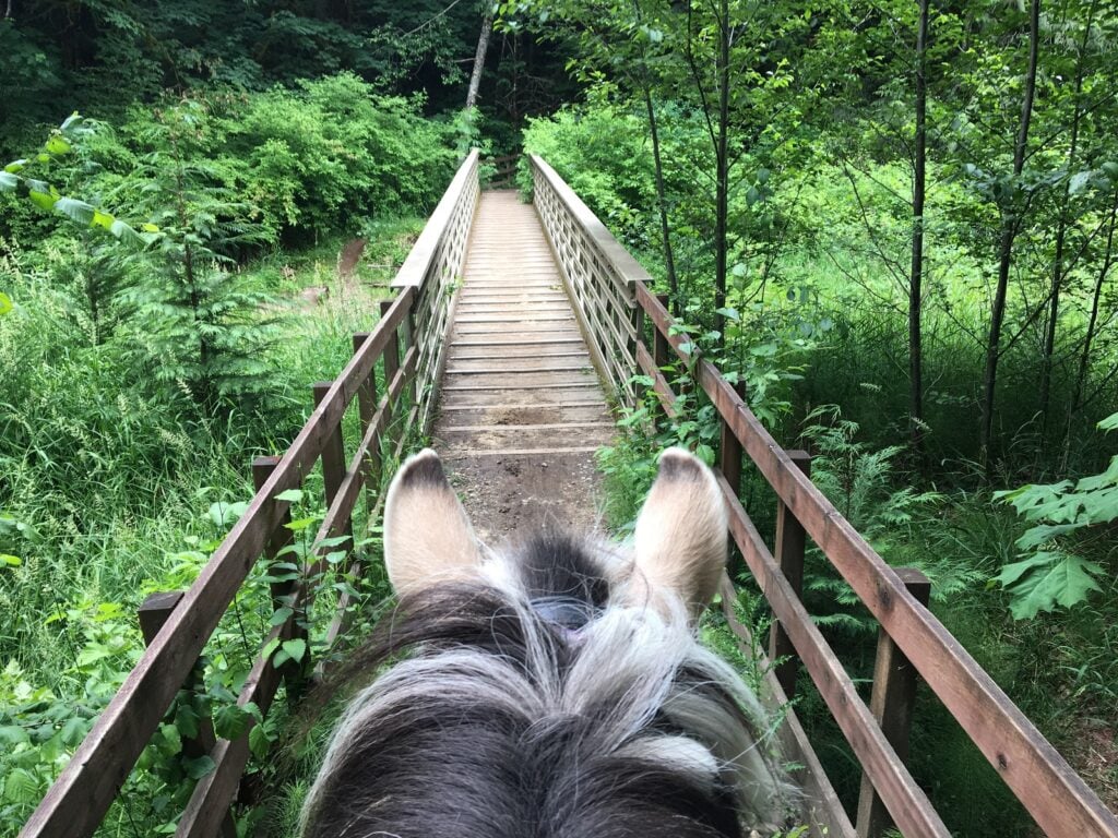 Wooden bridge trail through dense green forest in Washington State with scenic Pacific Northwest outdoor hiking and horseback riding access.