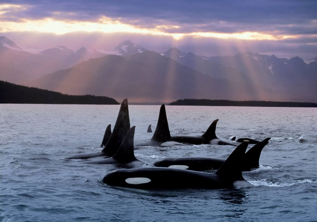 Pod of orca whales swimming in the San Juan Islands at sunset with mountain views in Washington State, a popular destination for boating, kayaking, and RV camping adventures.