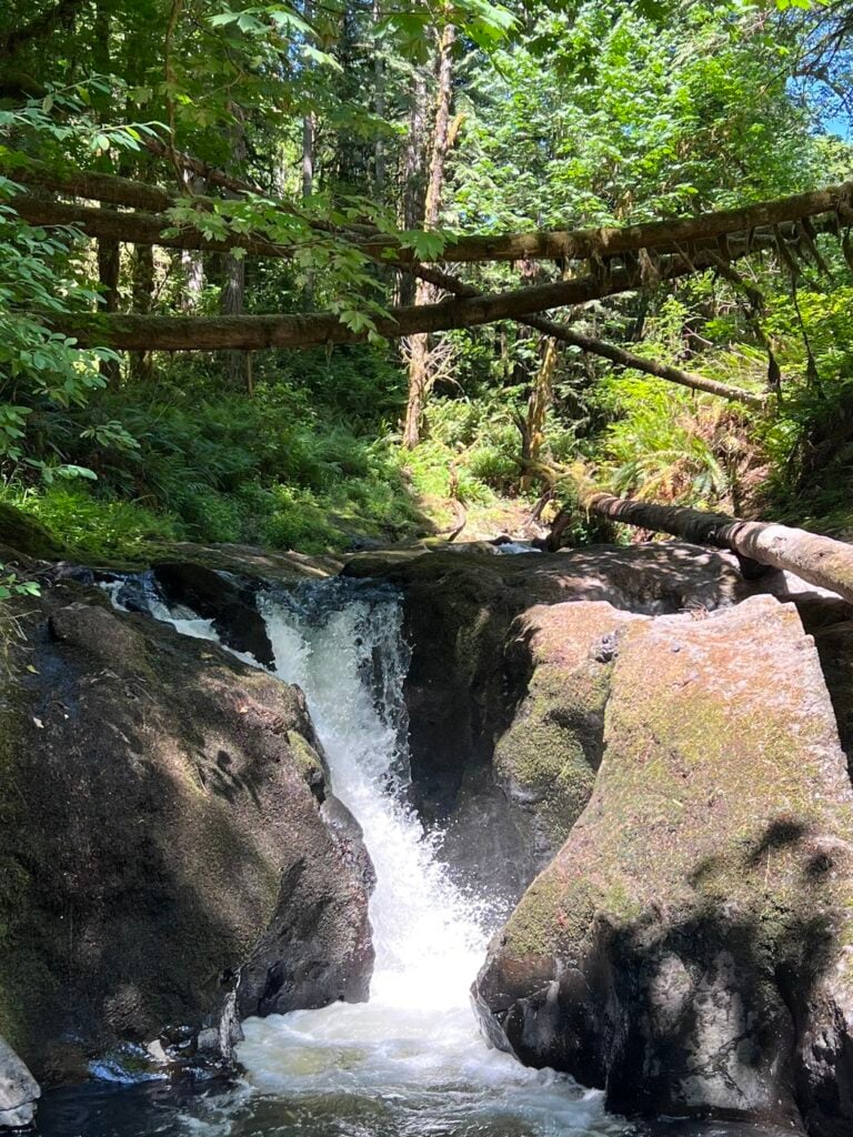 Small waterfall flowing through moss-covered rocks in a lush Pacific Northwest forest with fallen trees and dense greenery in Washington State.